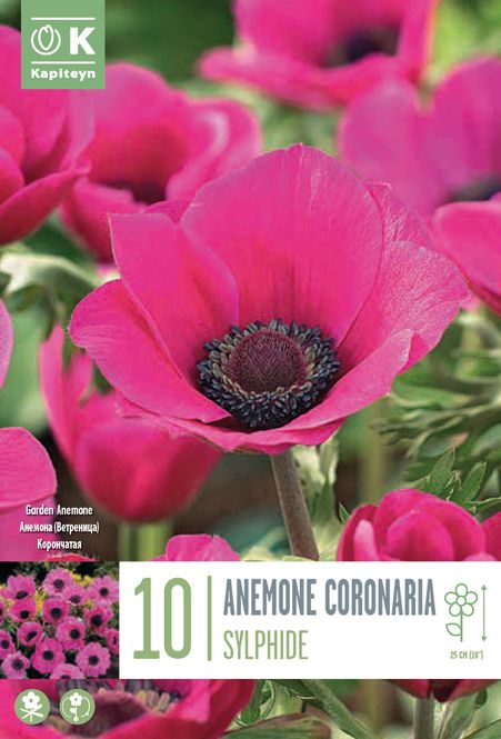 Hovedbilde Kronsymre 'Sylphide' - Anemone coronaria, 10 stk