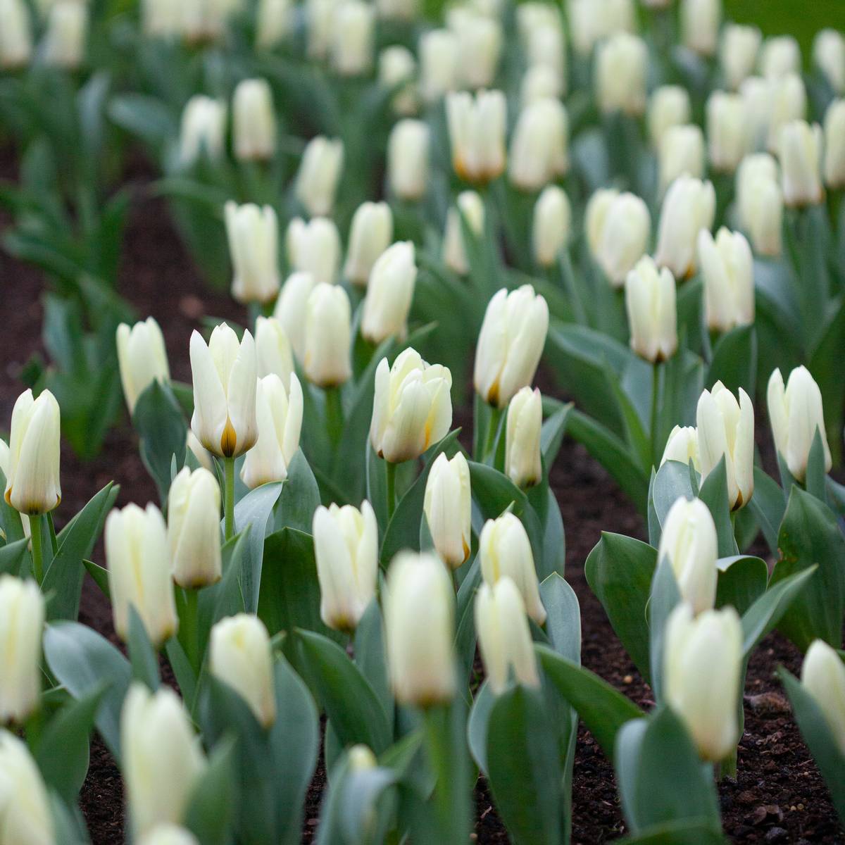 Tulipan 'Concerto', fosterianahybrid - 10 stk