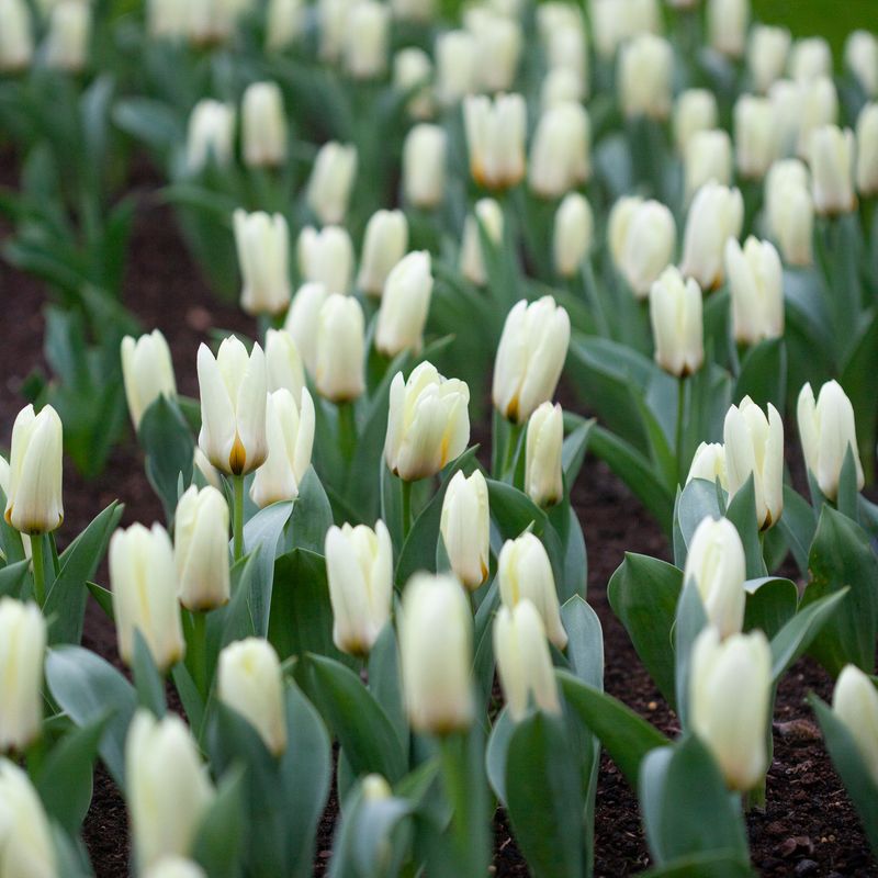 Tulipan 'Concerto', fosterianahybrid - 10 stk