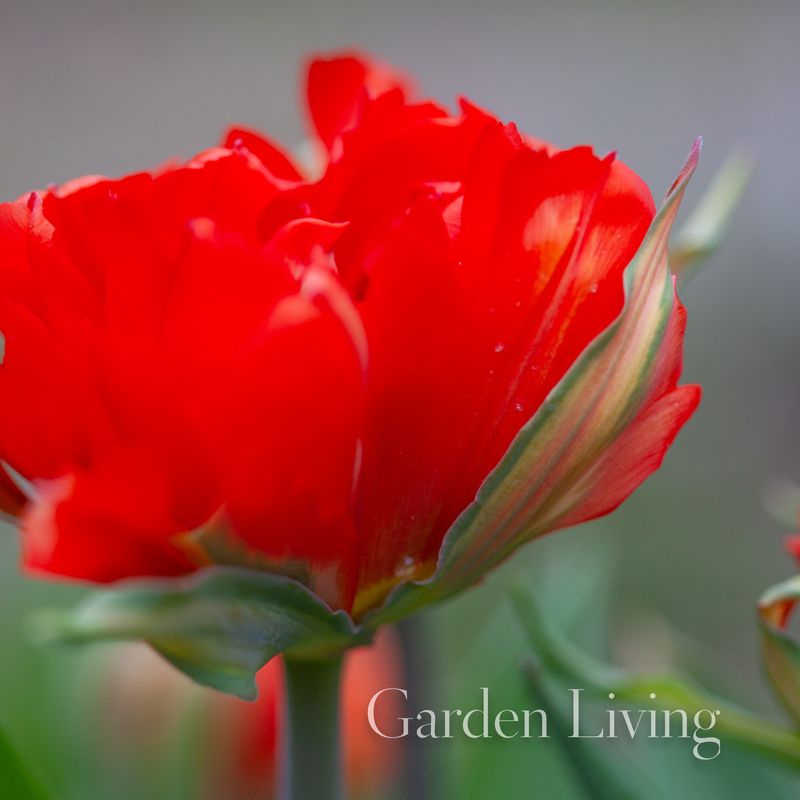 Tulipan 'Love Valley', fosterianahybrid - 5 stk