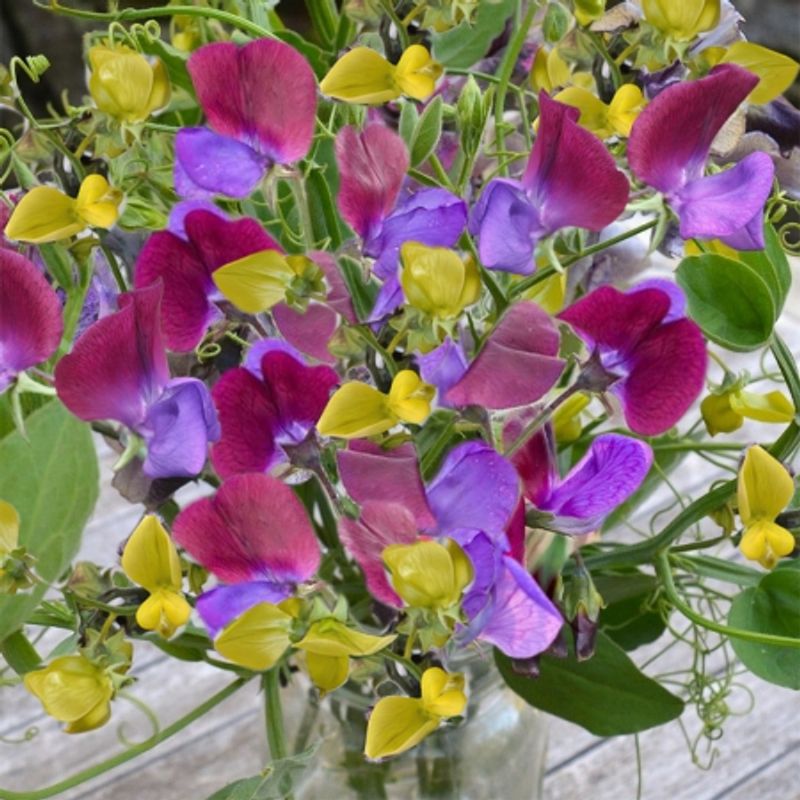 Blomsterert 'Blackberry & Apple Surprise' - Lathyrus 