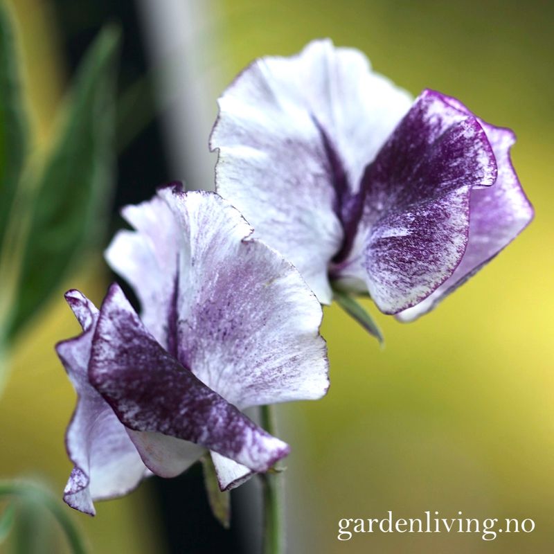 Blomsterert 'David Tostevin' - Lathyrus odoratus 