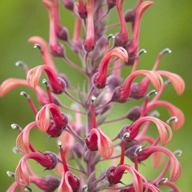 Hovedbilde Lobelia tupa