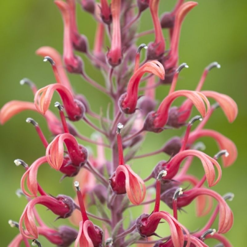 Lobelia tupa