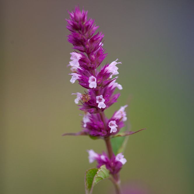 Hovedbilde Anisisop 'Beelicious Pink' - Agastache rugosa