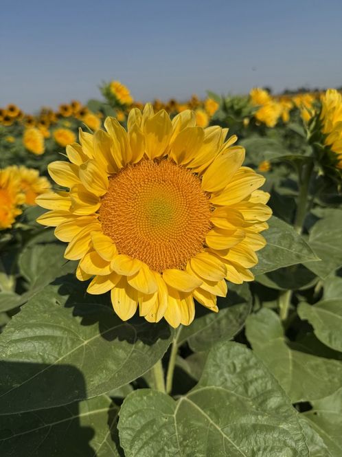 Hovedbilde Solsikke 'Pro Cut Peach Lite' - Helianthus annuus