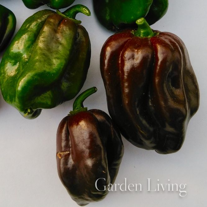 Hovedbilde Chilipepper 'Habanero Chocolate - Capsicum chinense