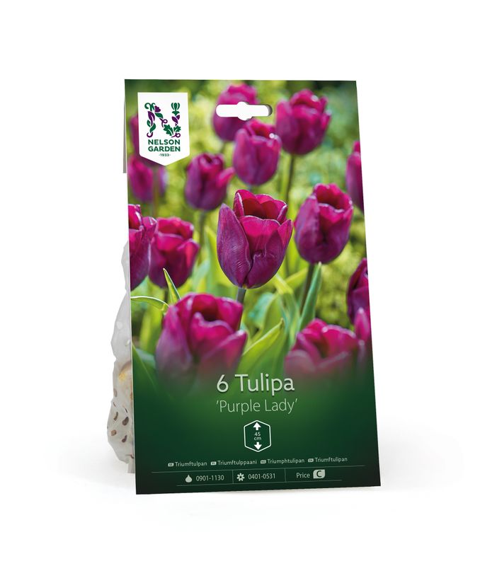 Tulipan 'Purple Lady', Triumphtulipan - 6 stk