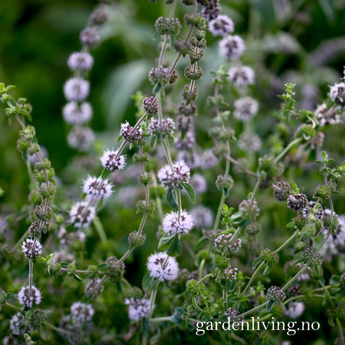 Poleimynte -  Mentha pulegium