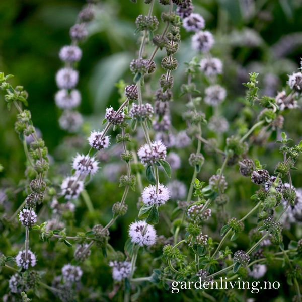 Hovedbilde Poleimynte -  Mentha pulegium
