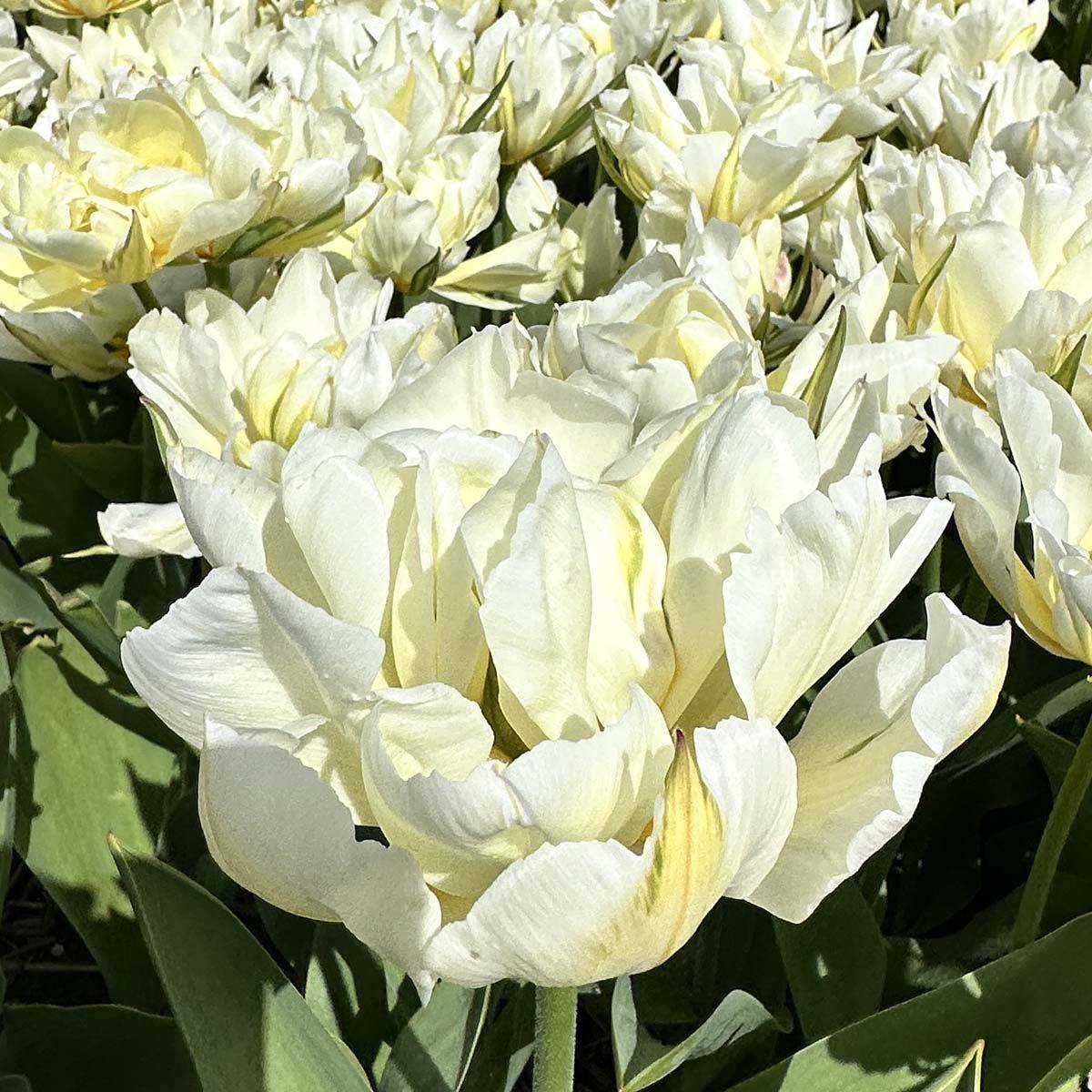 Tulipan 'Exotic Emperor’, Fosterianahybrid - 10 stk
