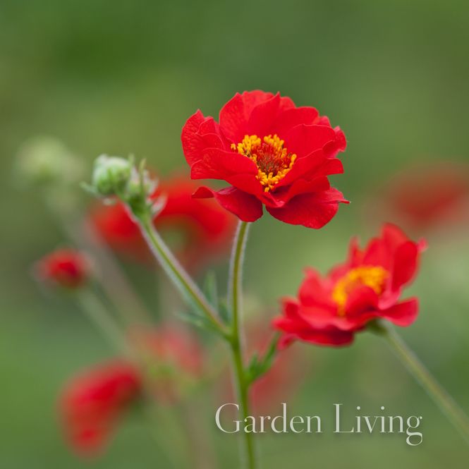 Hovedbilde Hagehumleblom 'Mrs J. Bradshaw' - Geum
