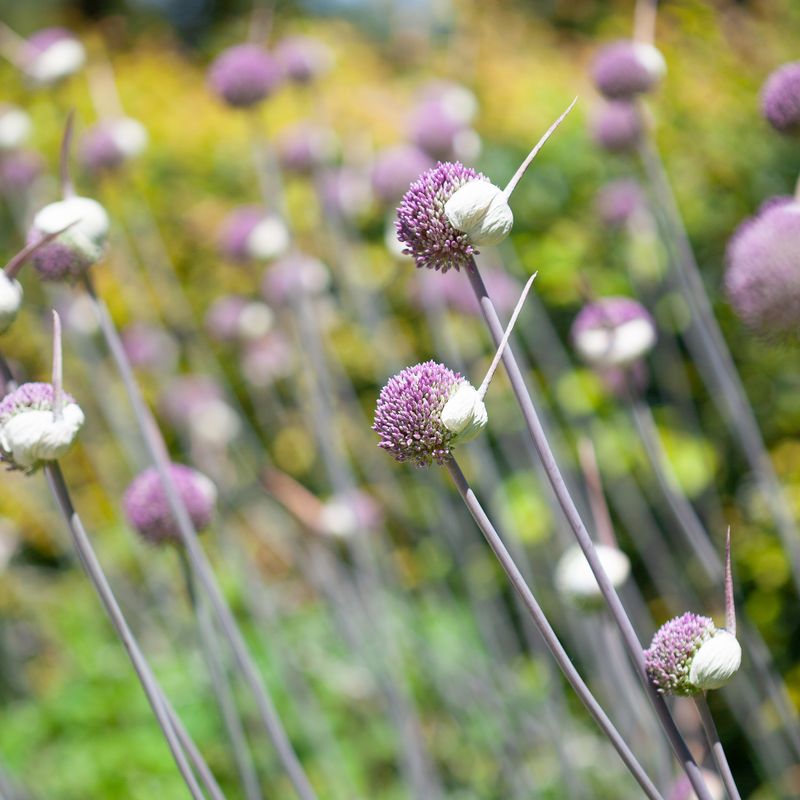 Prydløk 'Summer Drummer' - Allium - 3 stk