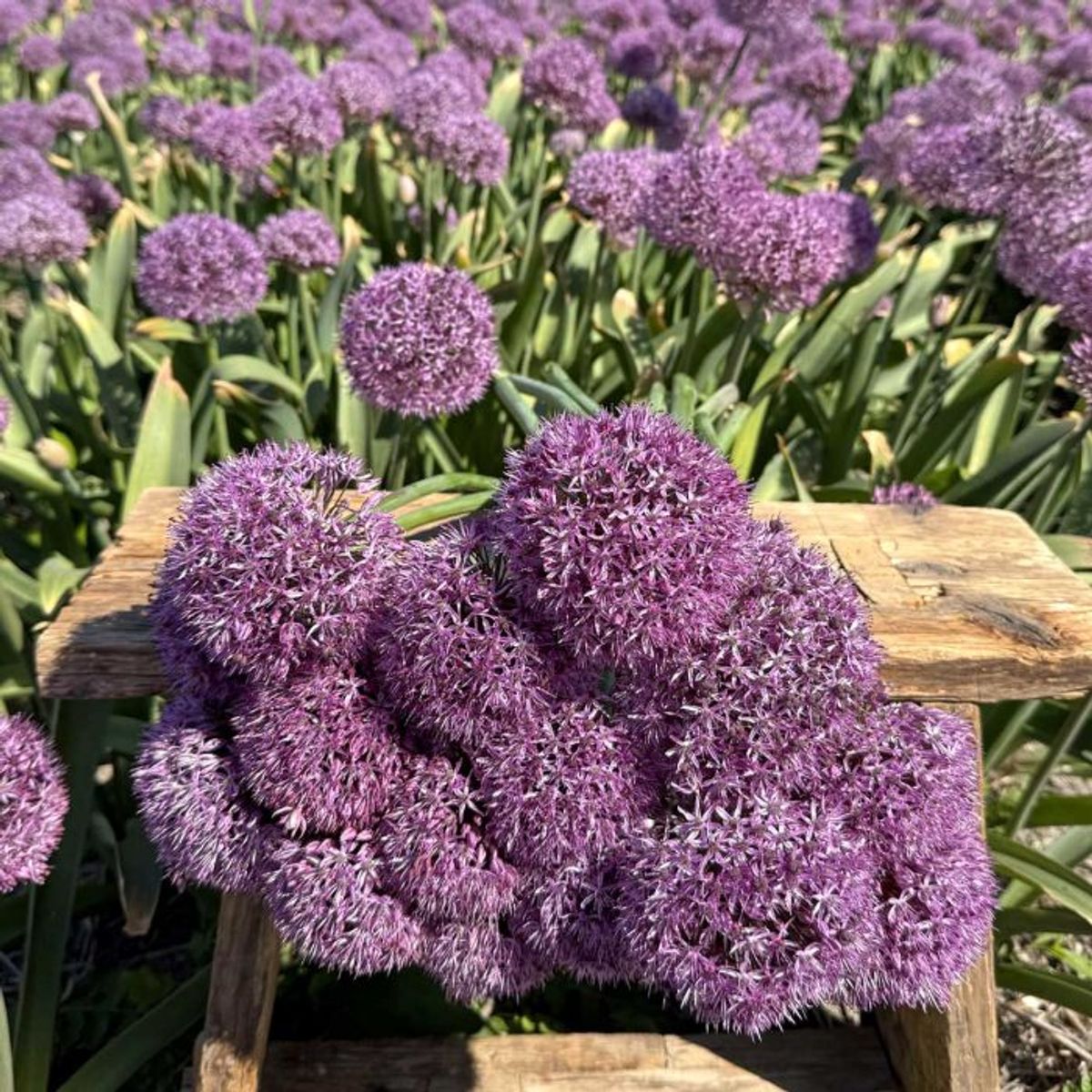 Prydløk 'Party Balloons' - Allium  - 3 stk
