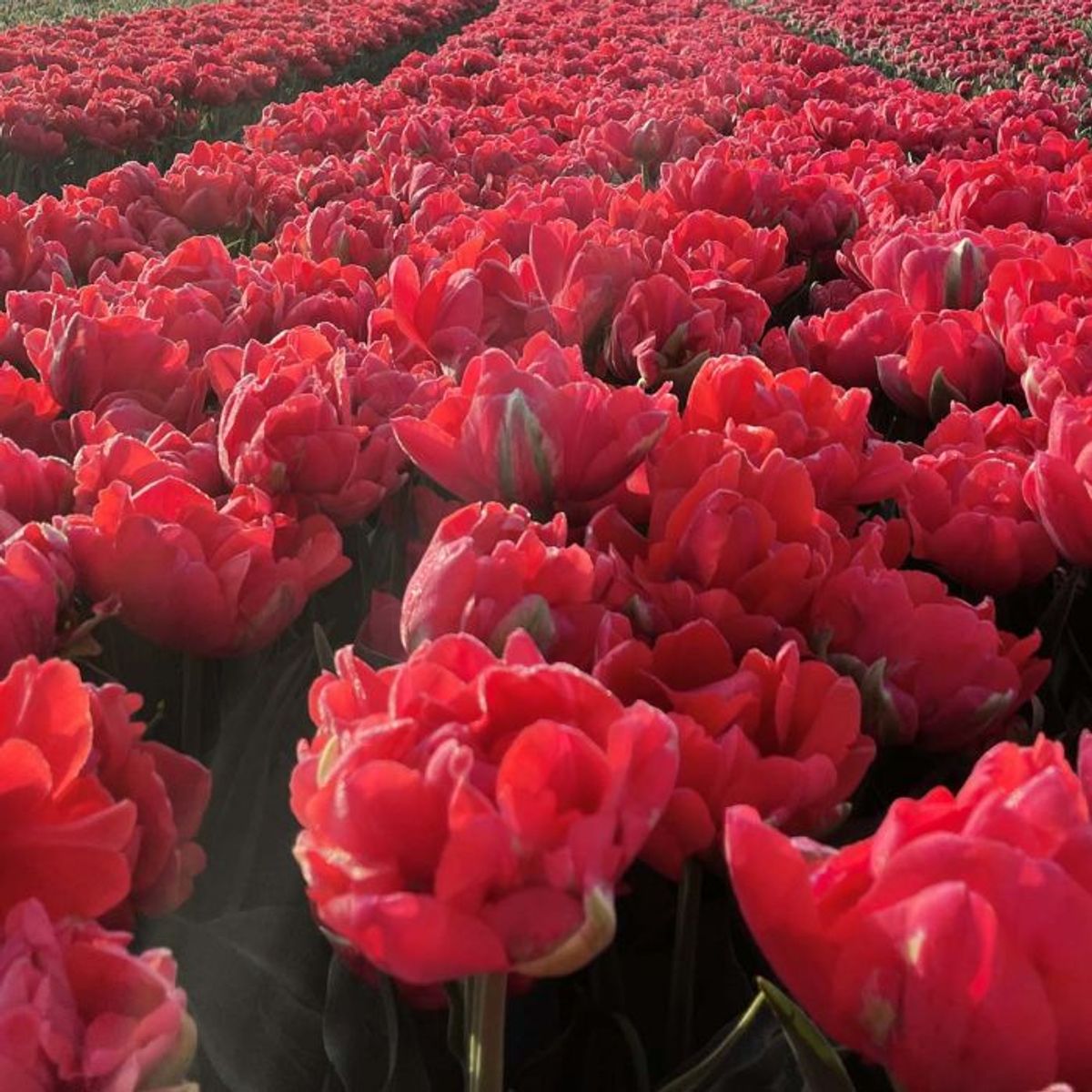 Tulipan 'Asian Beauty', tidlig dobbel - 10 stk