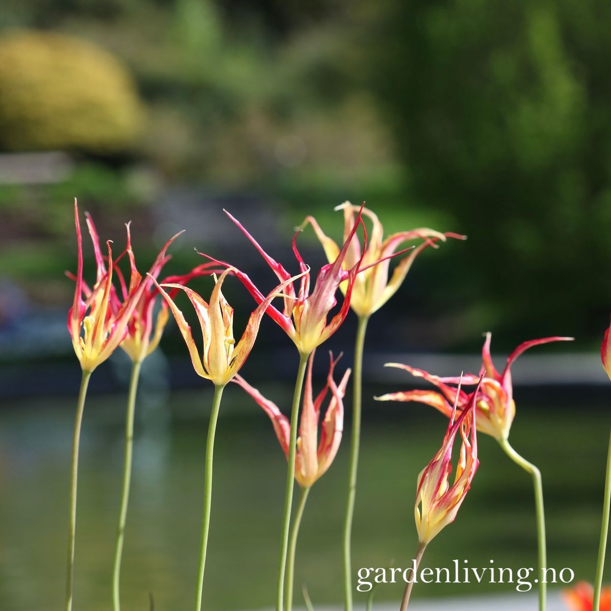 Tulipa acuminata - 1 stk 