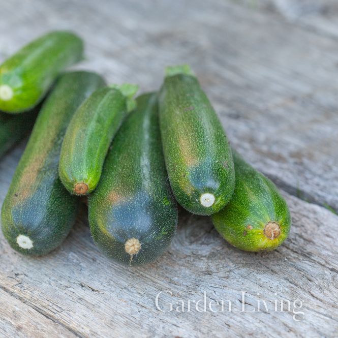 Hovedbilde Squash 'Astia' F1 - Cucurbita pepo