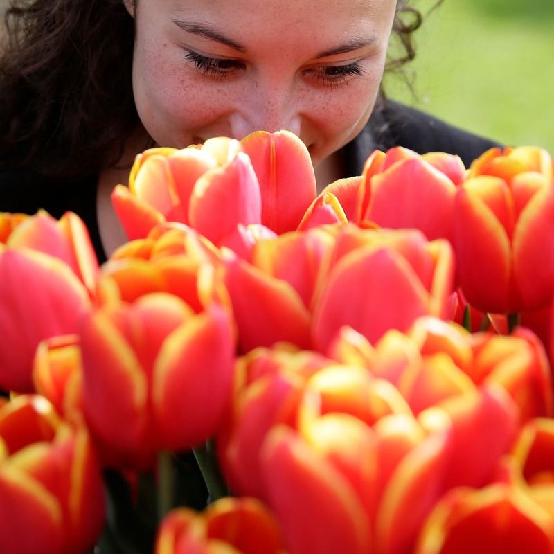 Tulipan 'Choice', triumph - 10 stk