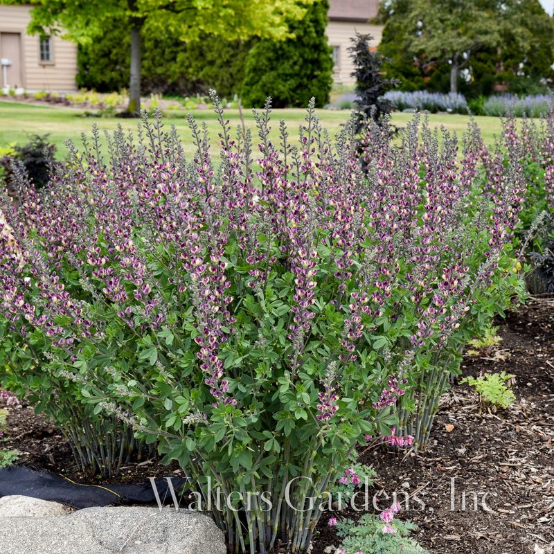 Fargeskolm 'Grape Escape' ® - Baptisia