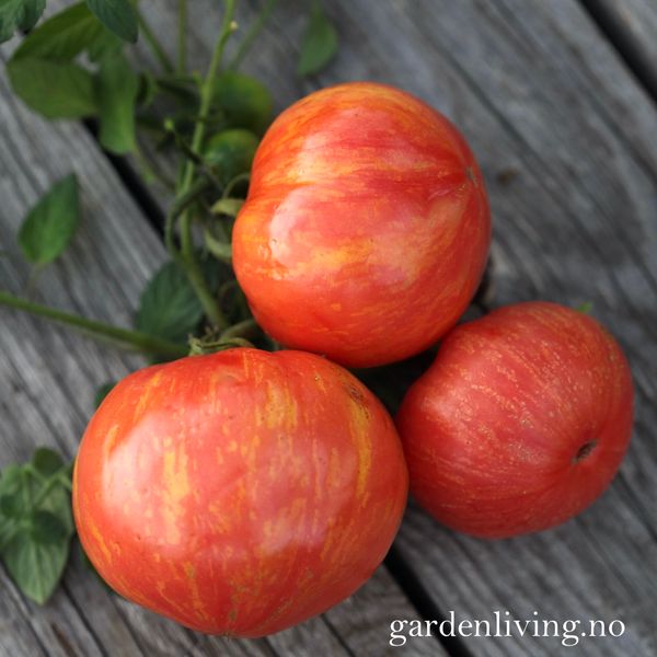 Hovedbilde Drivhustomat 'Hippie Zebra' - Lycopersicon lycopersicum