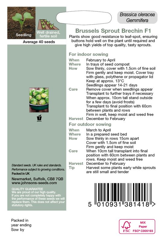 Rosenkål 'Brechin' F1 - Brassica oleracea 
