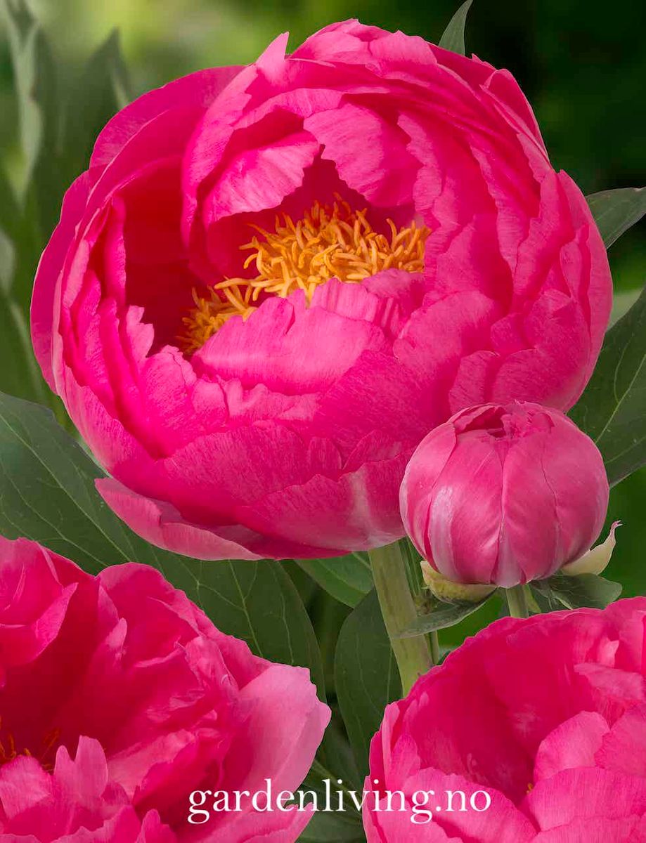Silkepion 'Cytherea' - Paeonia lactiflora