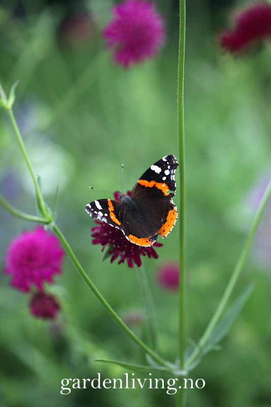 Makedoniarødknapp  - Knautia macedonia