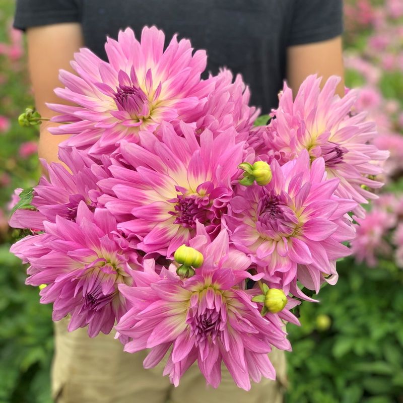 Georgine 'Bold Accent - Dahlia x cultorum, 1 stk.