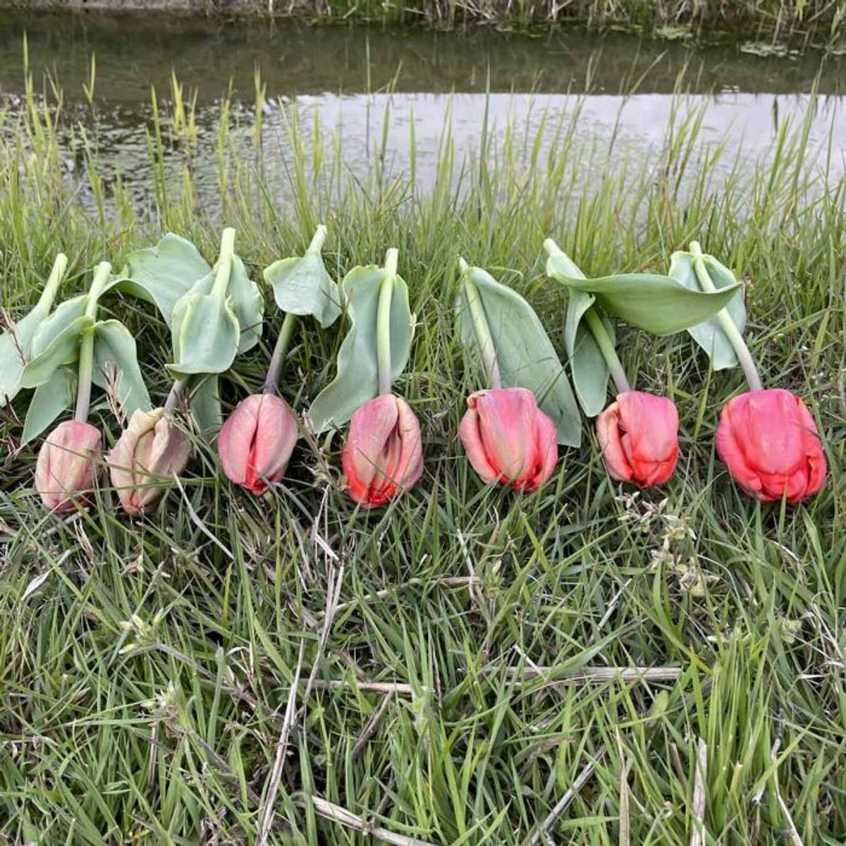 Tulipan 'Ad Rem Parrot', papegøyeblomstrende - 10 stk