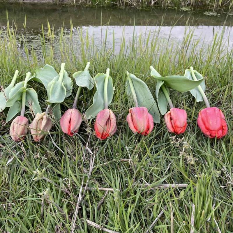 Tulipan 'Ad Rem Parrot', papegøyeblomstrende - 10 stk
