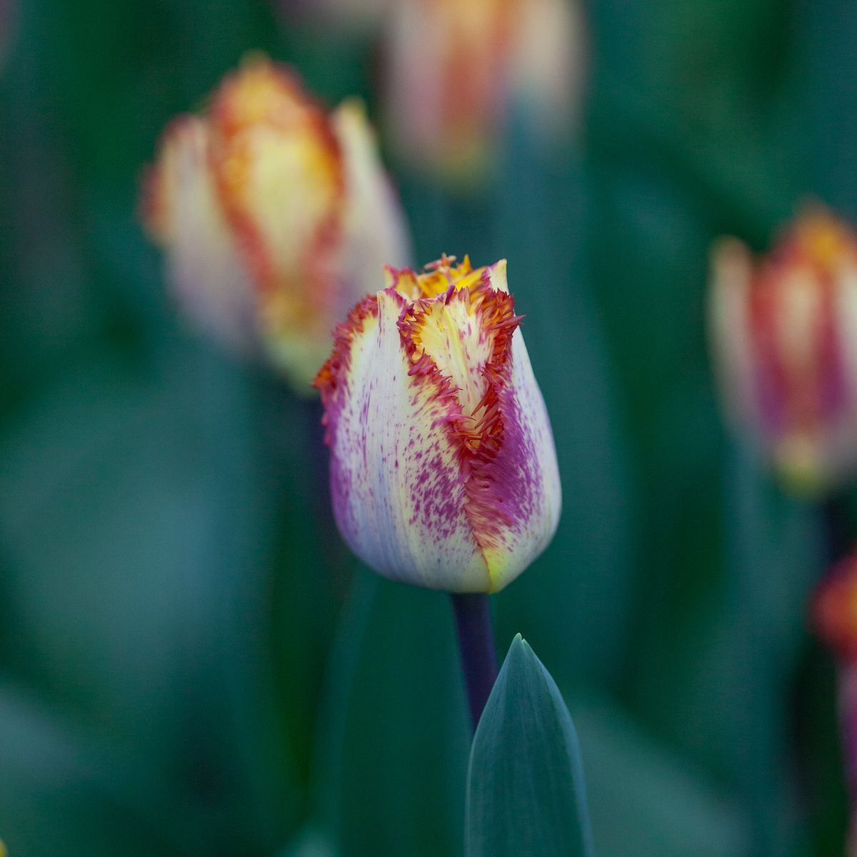 Tulipan 'Colour Fusion’,  Frynsetulipan  - 5 stk