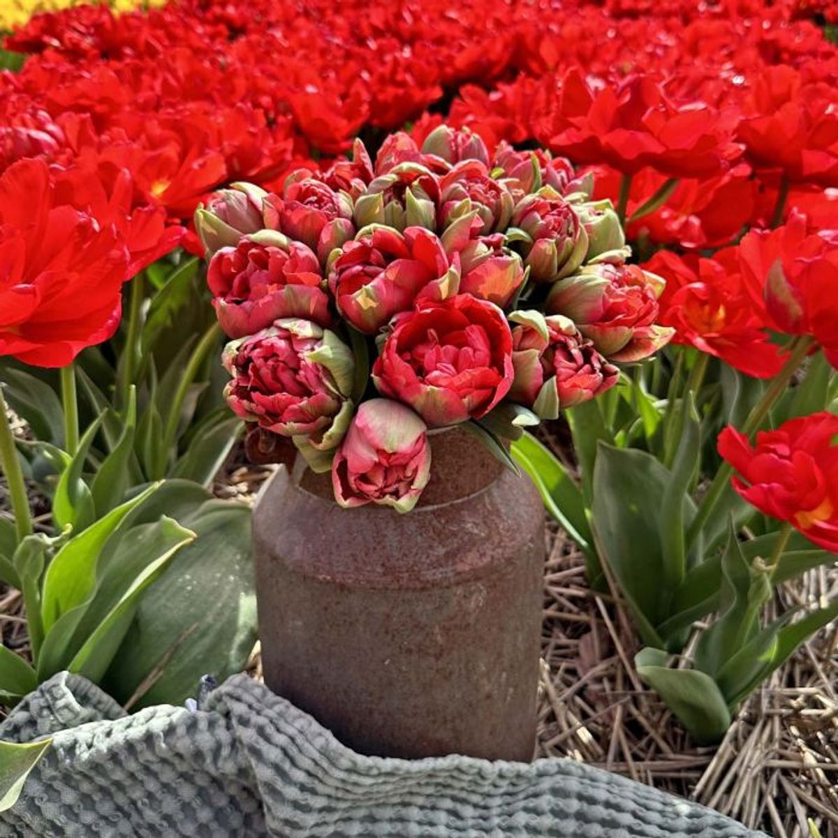 Tulipan 'Asian Beauty', tidlig dobbel - 10 stk