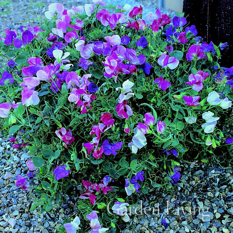 Blomsterert 'Cupid Mixed' Krypende
