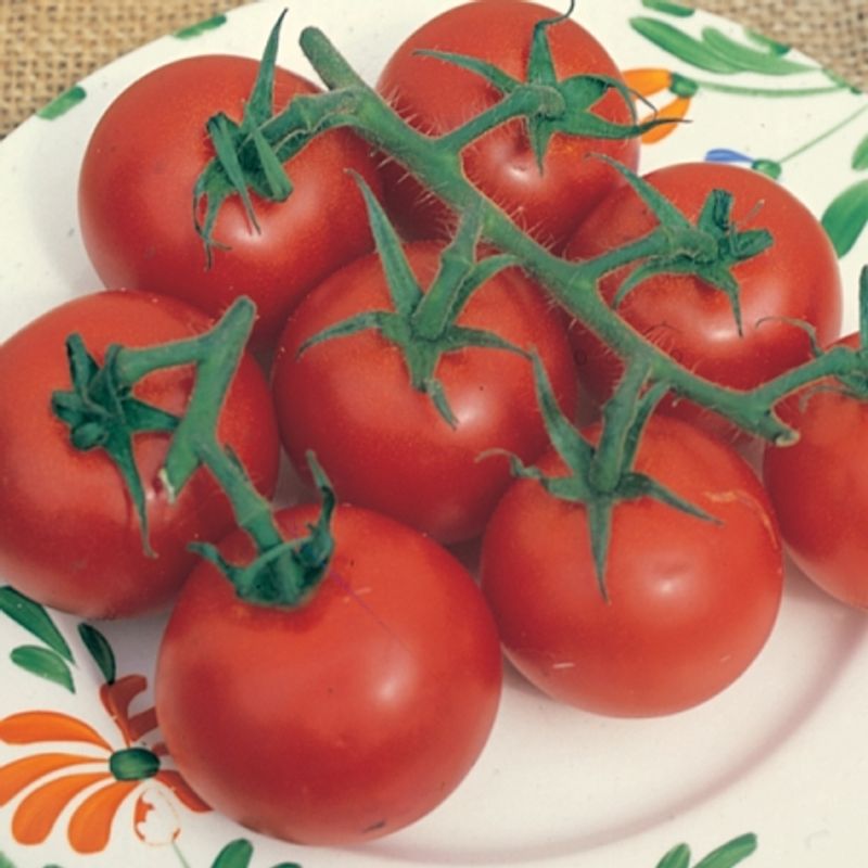 Drivhustomat 'Gardener's Delight', cocktail - Lycopersicon lycop