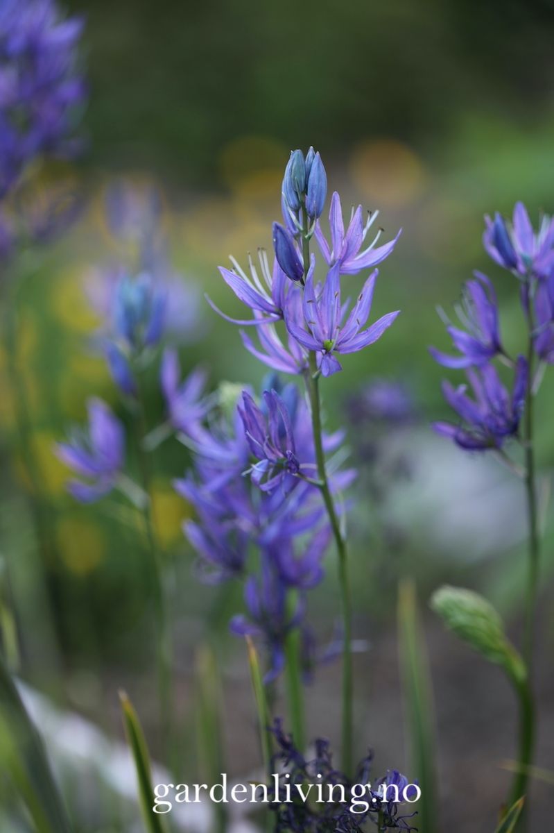 Bjørnestjerne 'Orion’ -  Camassia quamash - 10 stk