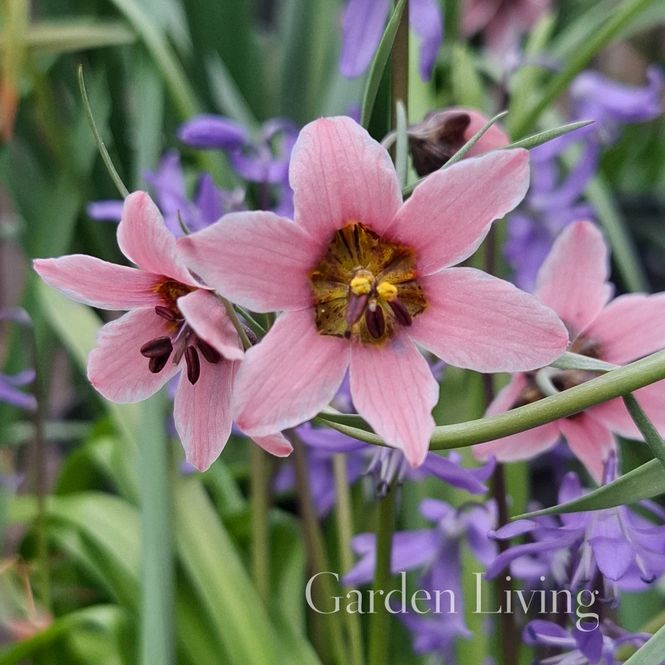 Hovedbilde Fritillaria ariana - 1 stk