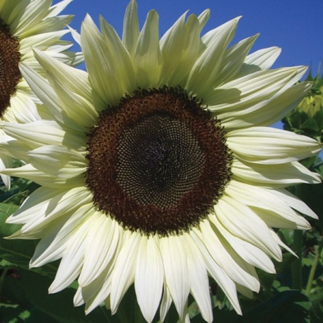 Hovedbilde Solsikke 'Coconut Ice'- Helianthus annuus