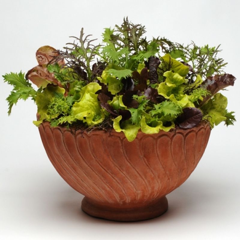 Salatblanding 'Gourmet Global Mixed'