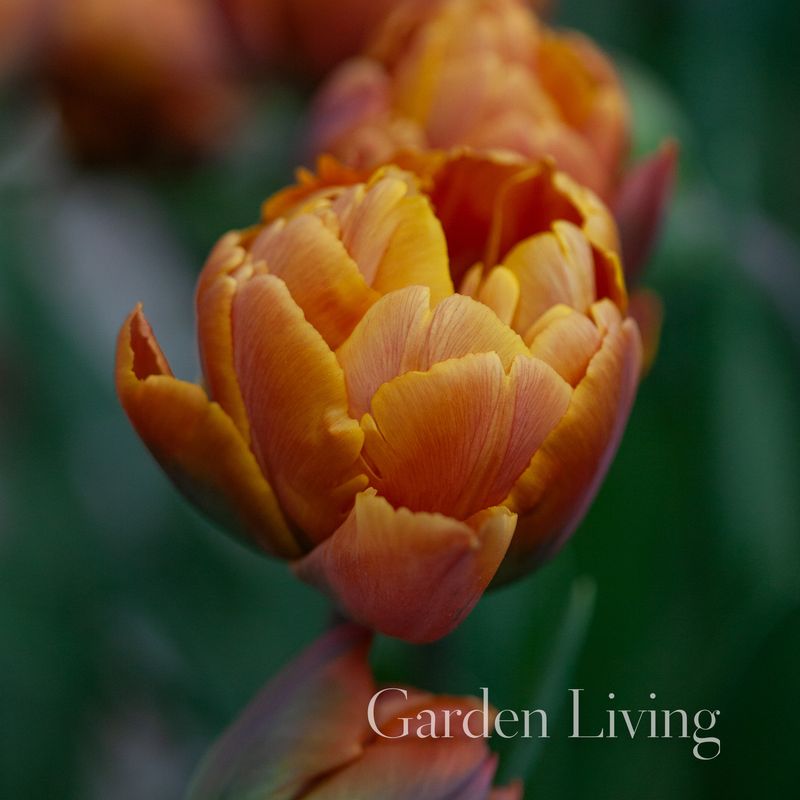 Tulipan 'Brasil', Tidlig dobbel - 8 stk
