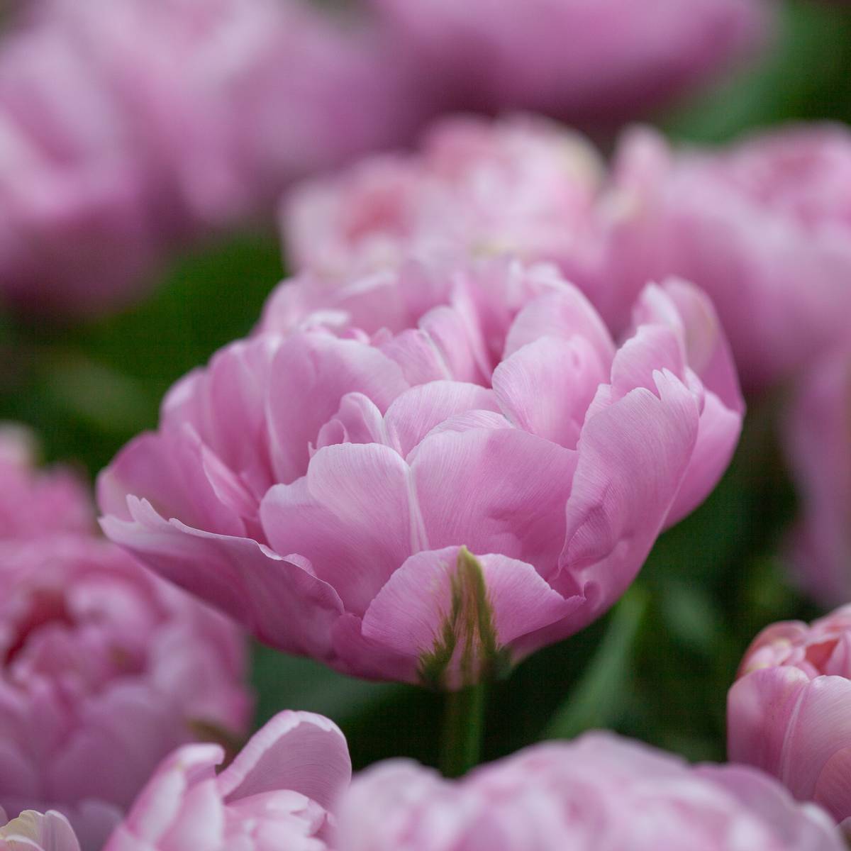 Tulipan 'Amazing Grace', Tidlig dobbel - 10 stk