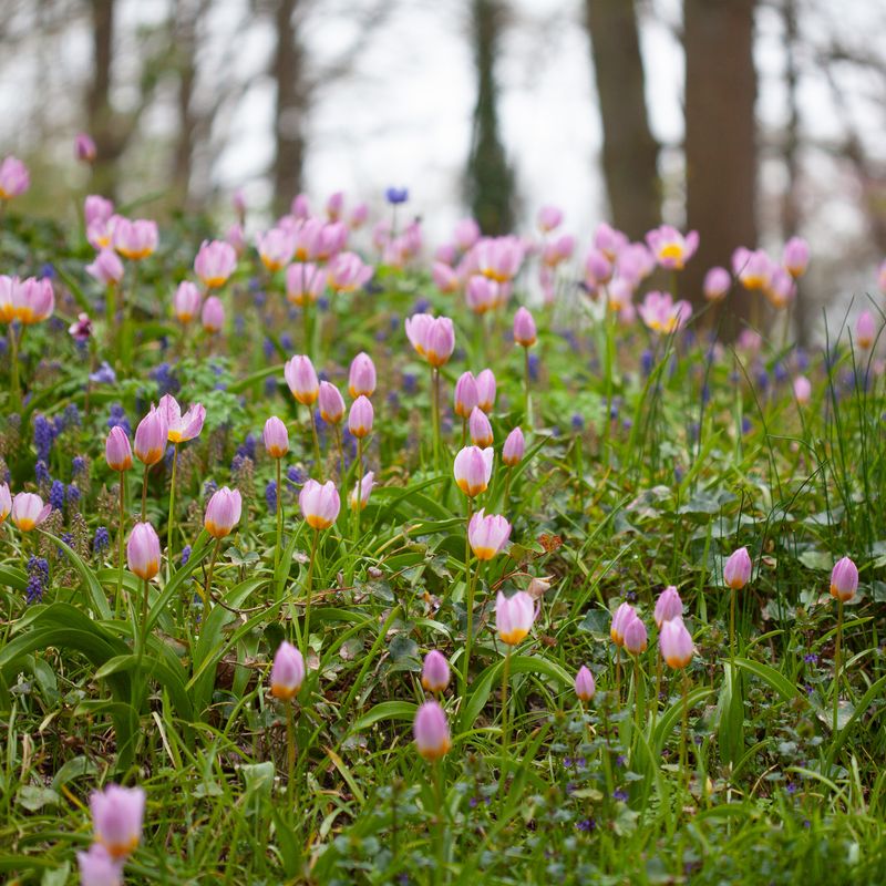 Tulipa saxatilis subsp. bakeri 'Lilac Wonder' - 15 stk