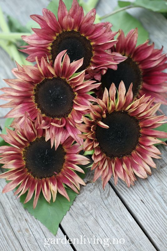 Solsikke 'Pro Cut Plum' - Helianthus annuus