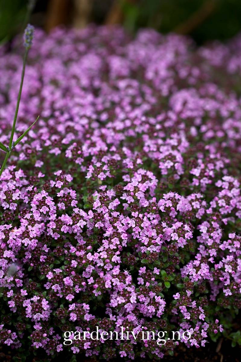 Kryptimian - Thymus serpyllum