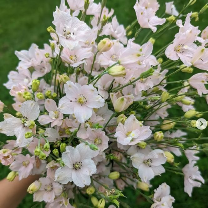 Hovedbilde Ridderspore 'Jenny's Pearl' F1- Delphinium 