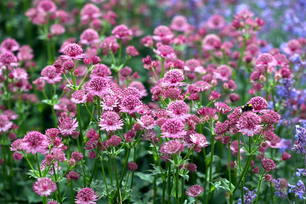 Storstjerneskjerm 'Roma' - Astrantia major