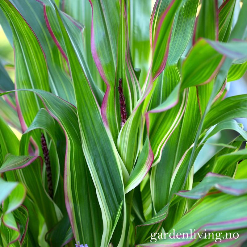 Prydmais 'Japonica Variegata' - Zea mays var. japonica