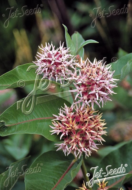 Praktsilkeurt - Asclepias speciosa