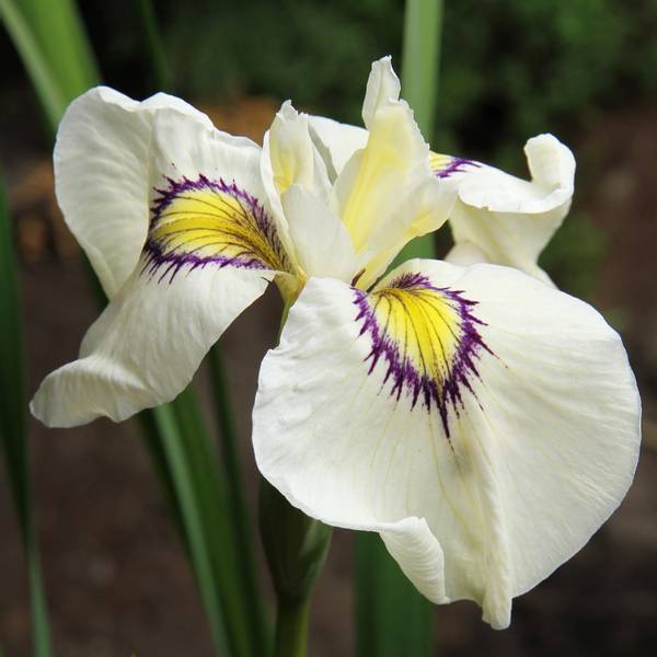 Hovedbilde Iris 'Cat's Eye' - Iris x pseudata