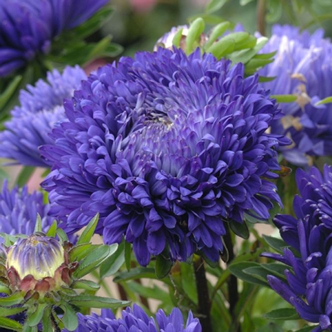 Hovedbilde Sommeraster 'Blueberry Fool' - Callistephus chinensis