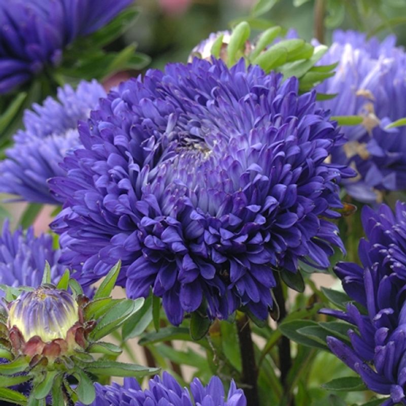 Sommeraster 'Blueberry Fool' - Callistephus chinensis